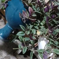 گل گیاه|گل و گیاه طبیعی|مسجد سلیمان, |دیوار