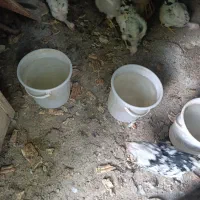 مرغ گردن لخت گلین پنگونی