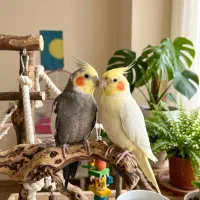 عروس هلندی  مولد