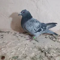 کبوتر پلاکی