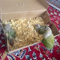 جوجه گرینچیک