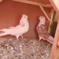 کبوتر|پرنده|قم, حنیف نژاد|دیوار