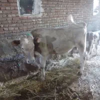گاو گوساله