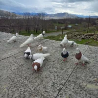 ۱۱ تا کبوتر طوقی