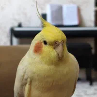 عروس هلندی گمشده