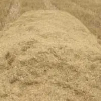 فروش کاه خرد دیم کردستان در چالوس