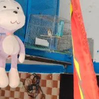 سره نر