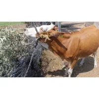 گاو سیمینتال