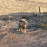 ۵ عدد گوسفند