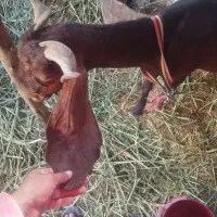 بز ه