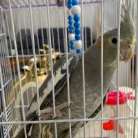 عروس هلندی نر