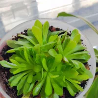 گیاه برگ چسبی حشره خوار
