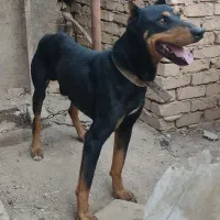 سگ دوبرمن اصیل