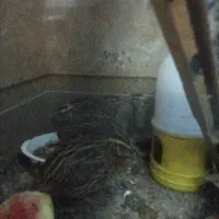 بلدرچین نر معاوضه با ماده