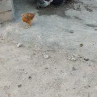 جوجه ژاپنی خانگی