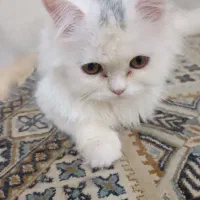 توله پرشین ۳ ماهه نر