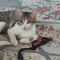 گربه نره 4 ماه خانگی فوقالعاده بازیگوش
