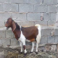 کهره نر
