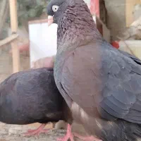آبادانی