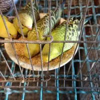 پرنده مرغ عشق عروس هلندی کوتوله فنچ