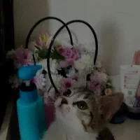 واگزاری رایگان گربه ۲ماهه dsh