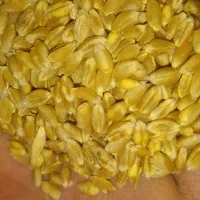 فروش ۶۰۰ کیلو گندم ابی درشت