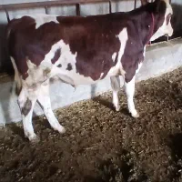 گوساله نر سمینتال اصل اصل