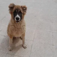 اموزش وپانسیون سگ  توسط مربی خانم