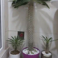 نخل ماداگاسکار