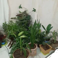 گل طبیعی|گل و گیاه طبیعی|سنندج, |دیوار