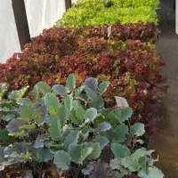 فروش انواع نشاء صیفیجات و سبزیجات خارجی
