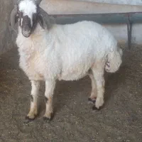 قوچ چهار شاخ و قوچ روزگاری