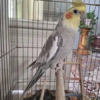 عروس هلندی نر