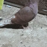 کبوتر|پرنده|گرگان, |دیوار