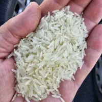 برنج تایلندی تاریخ تازه