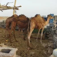 سه تا شتر یکو نیم ساله.