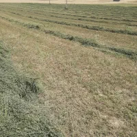 فروش یونجه