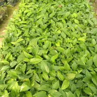 پتوس ابلق نشایی گلدن 10