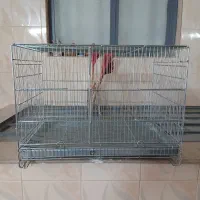 قفس پرون یا جفتی