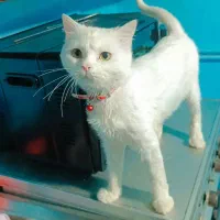 گربه نر پرشین