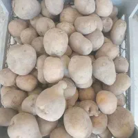 سیب زمینی ریز و متوسط مخلوط کیلویی ۱۷