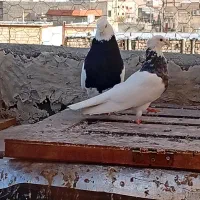 طوقی|پرنده|قم, نیروگاه|دیوار