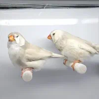 باکس عکاسی پرندگان