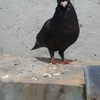 جوجه صرب