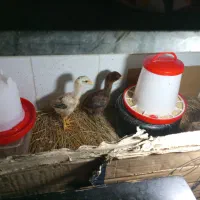 ۶عدد جوجه لاری اصیل