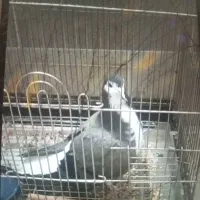 کبوتر