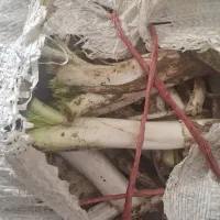 کنگر|خوردنی و آشامیدنی|کمره, |دیوار