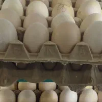 تخم دوزرده خونگی اورگانیک