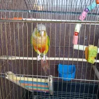 گرینچیک خانگی اهلی