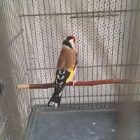 ۲عددسهره نر جفت باهم سهره ماده سهره قناری گلبسر